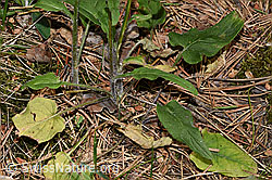 Betonienblättrige Rapunzel (Phyteuma betonicifolium) (20.06.2025, F299736)