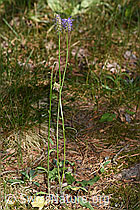 Phyteuma betonicifolium (F299738)