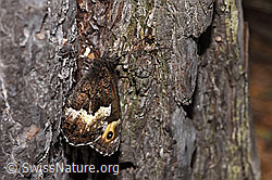 Walliser Waldportier (Hipparchia genava) (F299800)