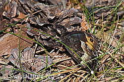 Walliser Waldportier (Hipparchia genava) (F299807)