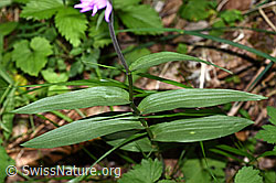 Cephalanthera rubra (F299818)