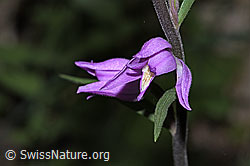 Cephalanthera rubra (F299819)