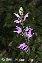 Cephalanthera rubra (F299821)