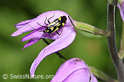 Neu in SwissNature.org: Grypocoris sexguttatus (Weichwanze) auf Rotem Waldvögelein (Cephalanthera rubra)