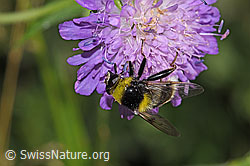 Hummel-Gebirgsschwebfliege (Sericomyia bombiformis auf Wald-Witwenblume (Knautia dipsacifolia) (F300807) Hummel-Gebirgsschwebfliege (Sericomyia bombiformis auf Wald-Witwenblume (Knautia dipsacifolia) (F300807)
