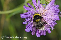 Hummel-Gebirgsschwebfliege (Sericomyia bombiformis auf Wald-Witwenblume (Knautia dipsacifolia) (F300808) Hummel-Gebirgsschwebfliege (Sericomyia bombiformis auf Wald-Witwenblume (Knautia dipsacifolia) (F300808)