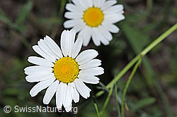F300822: Gewöhnliche Wiesen-Margerite (Leucanthemum vulgare)