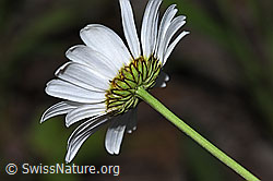 F300826: Gewöhnliche Wiesen-Margerite (Leucanthemum vulgare)