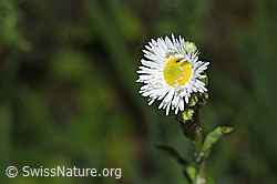 Erigeron annuus (F300827)