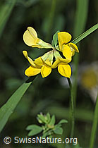 Gewöhnlicher Hornklee (Lotus corniculatus) (F300838)