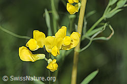 Photo: Lathyrus pratensis