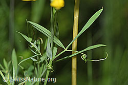 Photo: Lathyrus pratensis