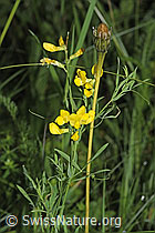 Photo: Lathyrus pratensis