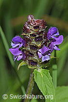 Gemeine Brunelle (Prunella vulgaris) (F300849) Gemeine Brunelle (Prunella vulgaris) (F300849)