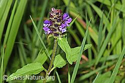 Gemeine Brunelle (Prunella vulgaris) (F300850) Gemeine Brunelle (Prunella vulgaris) (F300850)