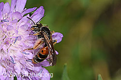 Andrena hattorfiana on Knautia dipsacifolia (F300869)
