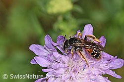 Andrena hattorfiana on Knautia dipsacifolia (F300870)