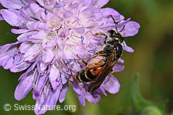 Andrena hattorfiana on Knautia dipsacifolia (F300873)