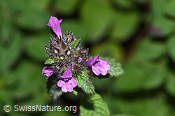 F300888: Wirbeldost (Clinopodium vulgare)