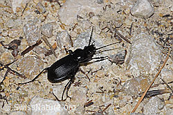 F300889: Grosser Grabkäfer (Pterostichus niger)