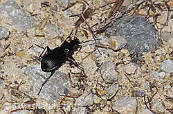 F300890: Grosser Grabkäfer (Pterostichus niger)