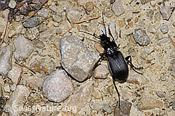 F300894: Grosser Grabkäfer (Pterostichus niger)