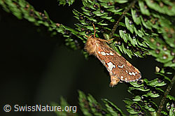 Neu in SwissNature.org: Heidekraut-Wurzelbohrer (Phymatopus hecta)