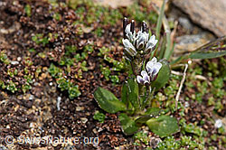 Bläuliche Gänsekresse (Arabis caerulea) (F302471)