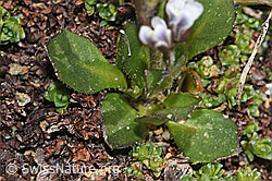 Bläuliche Gänsekresse (Arabis caerulea) (F302473)