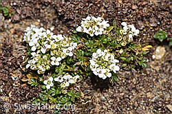 Kurzstängelige Gämskresse (Pritzelago alpina ssp. brevicaulis) (F302480) Kurzstängelige Gämskresse (Pritzelago alpina ssp. brevicaulis) (F302480)