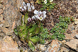 Bläuliche Gänsekresse (Arabis caerulea) (F302484)