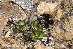 Berglandhummel (Bombus monticola) an Bläulicher Gänsekresse (Arabis caerulea) (F302485)