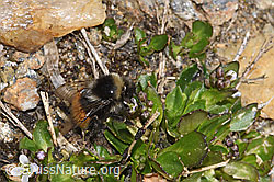 Bläuliche Gänsekresse (Arabis caerulea)