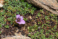 Gegenblättriger Steinbrech (Saxifraga oppositifolia) (F302490)