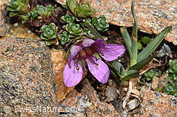 Gegenblättriger Steinbrech (Saxifraga oppositifolia) (F302491)