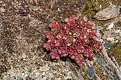 Dunkler Mauerpfeffer (Sedum atratum) (07.2025, F302500)