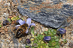 Mistbiene (Eristalis tenax)