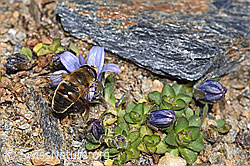 Eristalis tenax on Campanula cenisia (F302506) Eristalis tenax on Campanula cenisia (F302506)