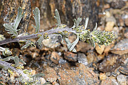 Ährige Edelraute (Artemisia genipi) (F302510) Ährige Edelraute (Artemisia genipi) (F302510)