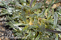 Ährige Edelraute (Artemisia genipi) (F302512) Ährige Edelraute (Artemisia genipi) (F302512)