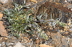 Ährige Edelraute (Artemisia genipi) (F302513) Ährige Edelraute (Artemisia genipi) (F302513)
