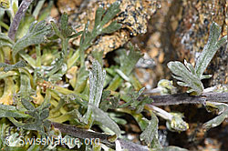Ährige Edelraute (Artemisia genipi) (F302516) Ährige Edelraute (Artemisia genipi) (F302516)