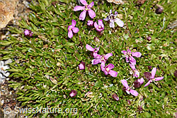 Silene acaulis (F302544)