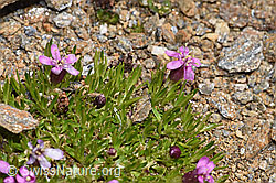 Silene acaulis (F302545)