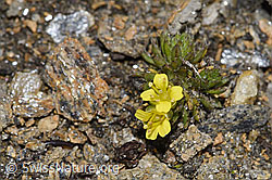 Draba hoppeana (F302554)