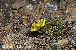 Draba hoppeana (F302555)