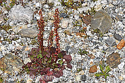 F304735: Säuerling (Oxyria digyna)