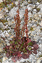 F304738: Säuerling (Oxyria digyna)