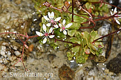 F304748: Sternblütiger Steinbrech (Saxifraga stellaris)
