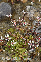 F304750: Sternblütiger Steinbrech (Saxifraga stellaris)
